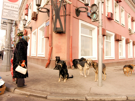 В Москву вернулись опасные стаи бродячих собак