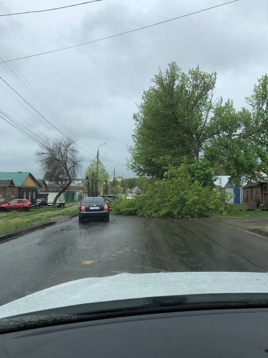 В Орле ураган повалил деревья на припаркованные авто