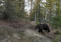 Медведь, появившийся на трассе в город Вуктыл в Республике Коми, удивил пользователей социальных сетей, но не местных жителей