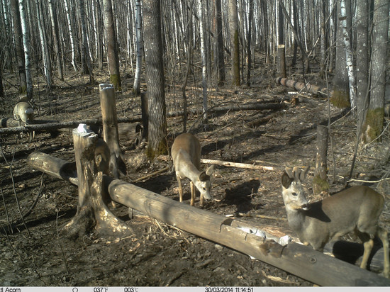В Тамбовской области отмечен рост численности охотничьих животных