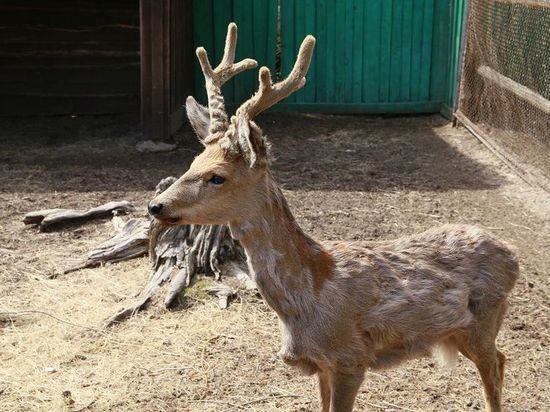 В Этнографическом музее Бурятии появились три северных оленя