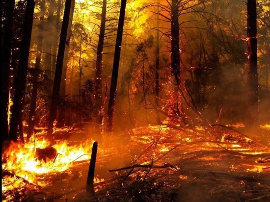 Более тысячи гектаров леса подожгли жители Хабаровского края