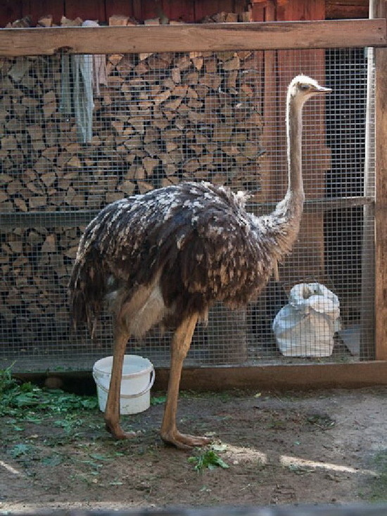 Жители Марий Эл могут накормить животных в Медведевском зоопарке