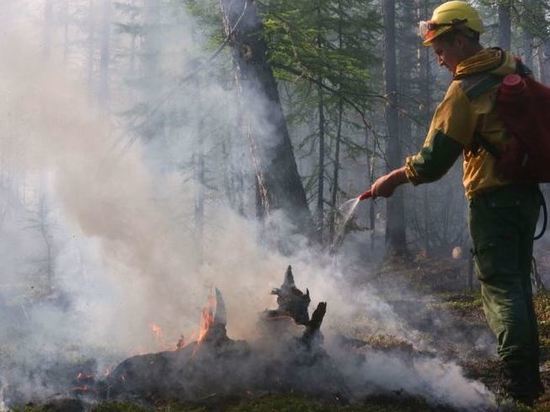 Более 80 человек потушили лесной пожар в Карымском районе