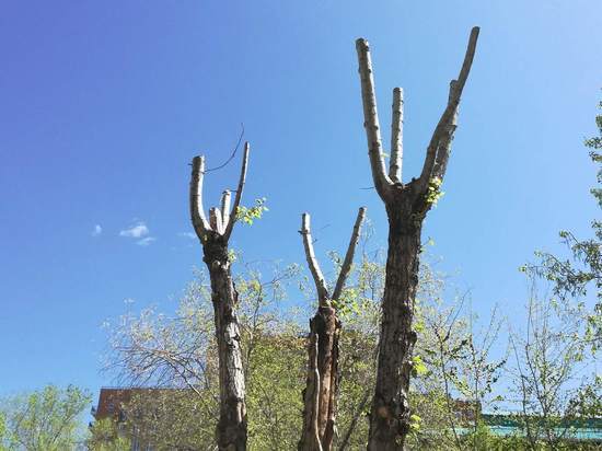 Депутаты подняли вопрос о деревьях, мешающих жильцам домов в Чите