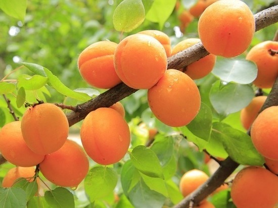 Волгоградцам рассказали о золотых правилах ухода за абрикосовым деревом