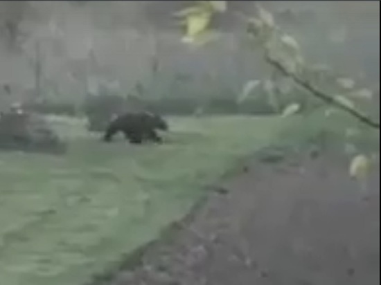 В Ярославской области еще один медведь вышел к жилью