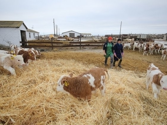 Волгоградская область полностью обеспечит себя молоком уже к 2024 году