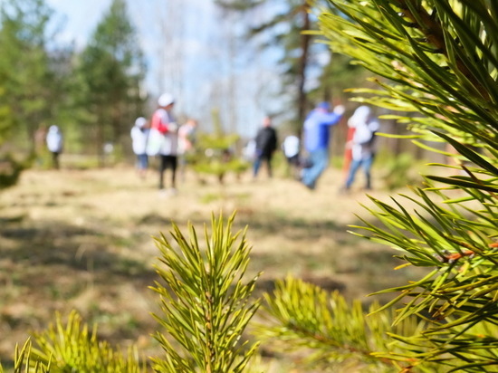 В Ивановской области выполнен план по лесовосстановлению
