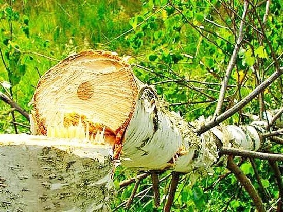 Березу заломати: в Ивановской области под суд пойдут лесные вандалы