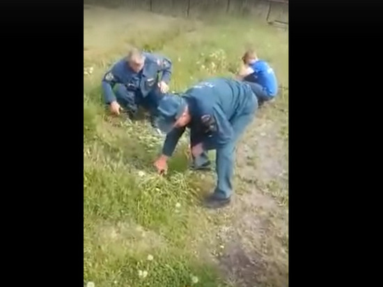 Пожарные в Новосибирске косили траву ножницами