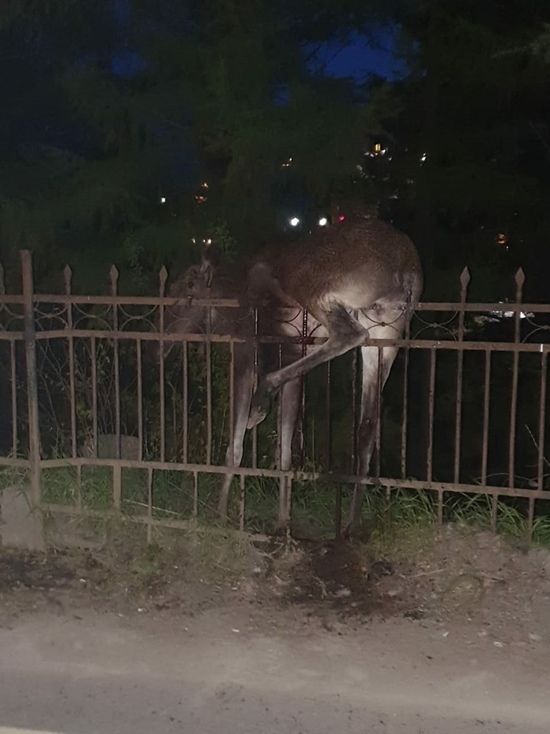 В Ярославле лось повис на заборе детсада