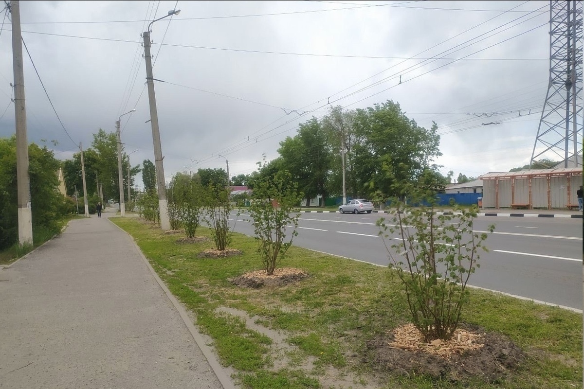 Саженцы деревьев белгорода