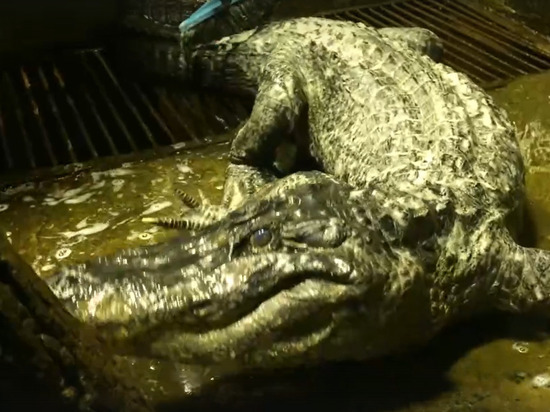 «Личный крокодил Гитлера» умер в московском зоопарке
