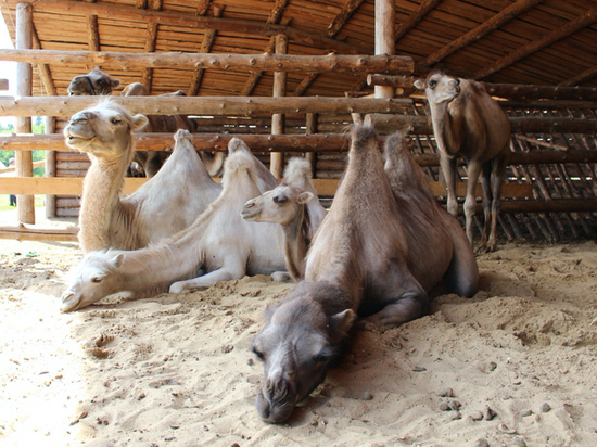 В уникальном этнопарке ради верблюдов продают ослов: нечем кормить