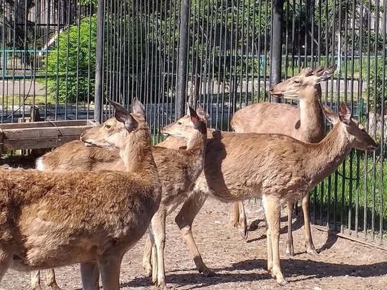 Абаканский зоопарк продолжает радовать: Олени, сурикаты и белые штаны Тамерлана