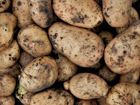В Надымском районе посадили 16 тонн семян картофеля