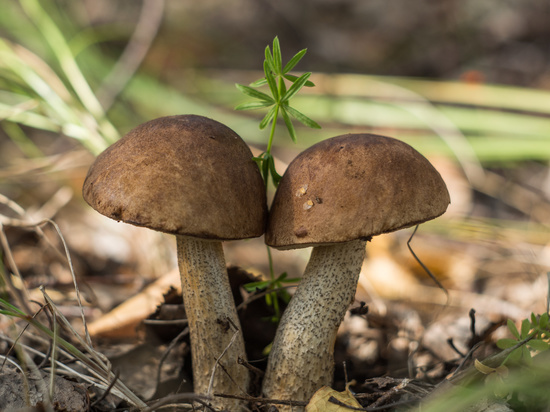 В Ярославских лесах появились летние грибы