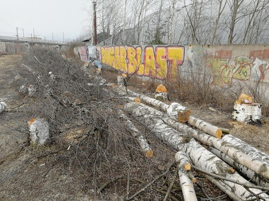 Железнодорожники, снесшие несколько  деревьев, разводят руками: этого было не избежать