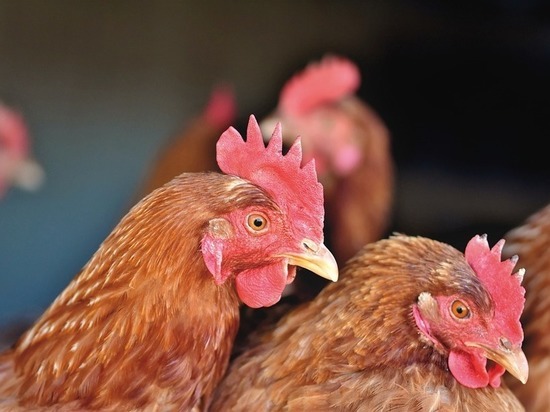 В Югре рабочие фермы пропили куриц