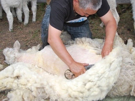 В Калмыкии начинается стрижка овец