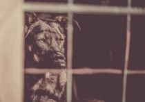 Несколько месяцев кемеровчане бомбили социальные сети постами о бездомных агрессивных стаях собак, свободно разгуливающих по городу