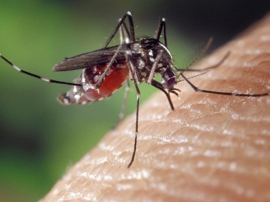 Специалисты оценили риск заразиться коронавирусом от насекомых