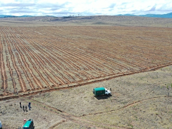 ЗГРП в Бурятии одним из первых провело компенсационные посадки леса