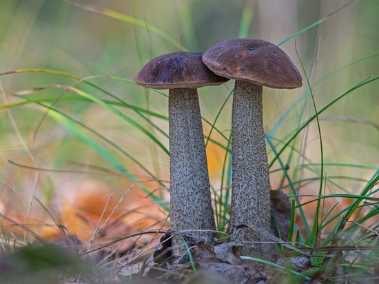 Еще одна аномалия: в Костроме появились грибы-подберезовики