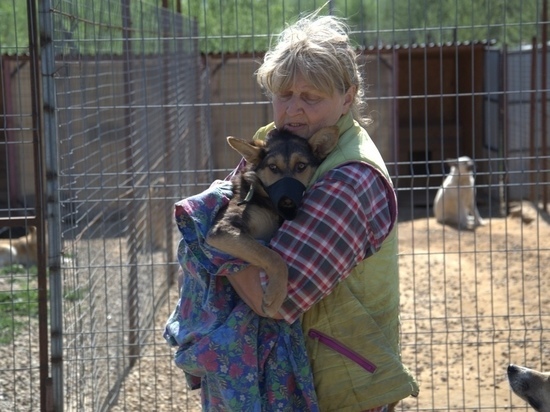 Приют для собак в Смоленске может оказаться на грани закрытия