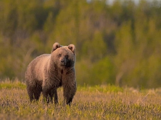 Бурые медведи начали миграцию по районам Калужской области
