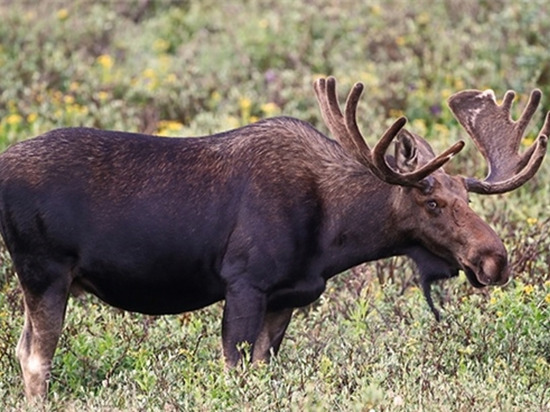 Чувашским охотникам разрешат убить 41 лося и 14 косуль