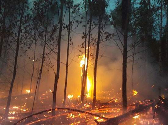 Число лесных пожаров в Забайкалье уменьшилось за сутки
