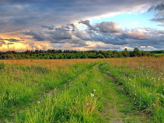 Россельхознадзор нашел в Костромской области 5 000 га бесхозных земель