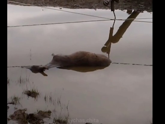 Коня убило током в Бургени Читинского района