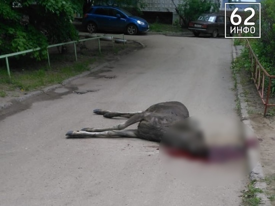 В Рязани во дворе жилого дома умер лось