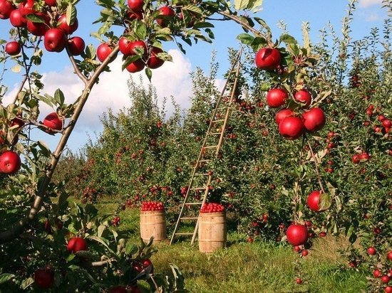 В Татарстане установили размер дохода от овощей со своего огорода