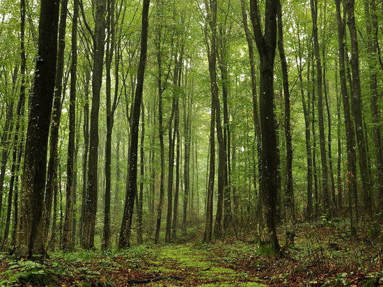 В Тверской области смягчат запрет на посещение лесов