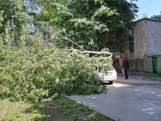 Старое дерево, из-за сильного ветра упало на автомобиль в Ростове