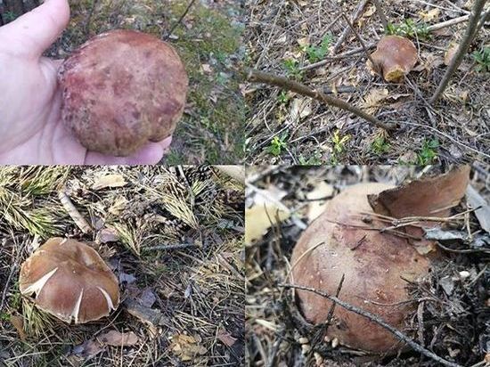 Новосибирцы начали сбор белых грибов уже в мае