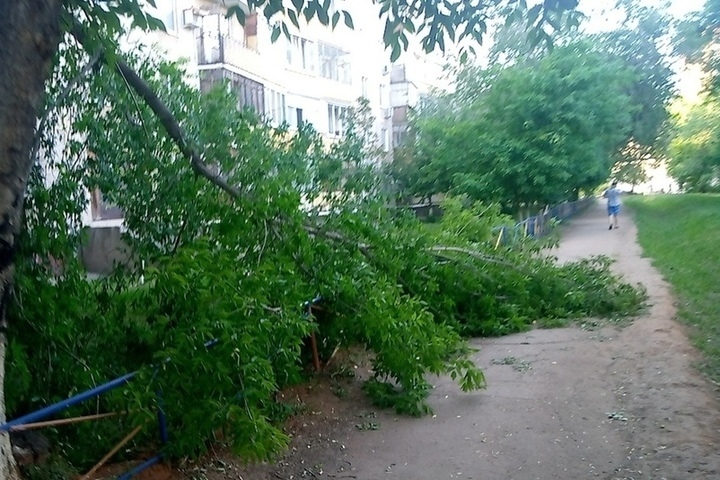 Деревья оренбургской области фото и названия возле дома