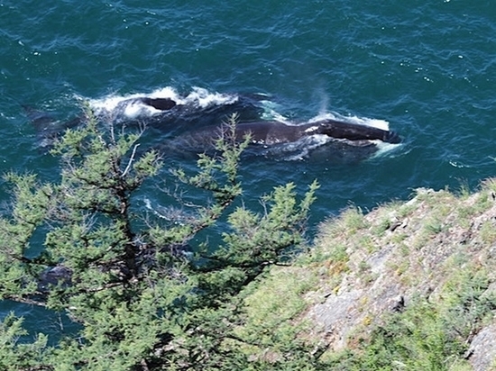Для любителей наблюдать за китами на Шантарах построят гостинцу