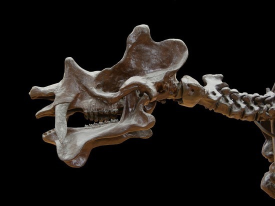 В Великобритании обнаружили останки древнего птерозавра