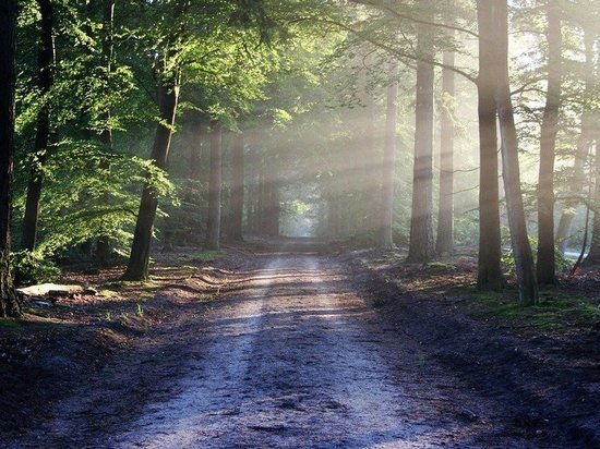 Пенсионерка из Кузбасса ушла в лес и пропала без вести