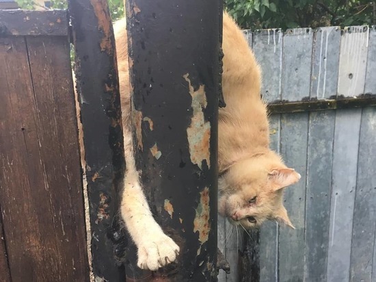 В Новороссийске спасатели освободили кота, застрявшего в воротах
