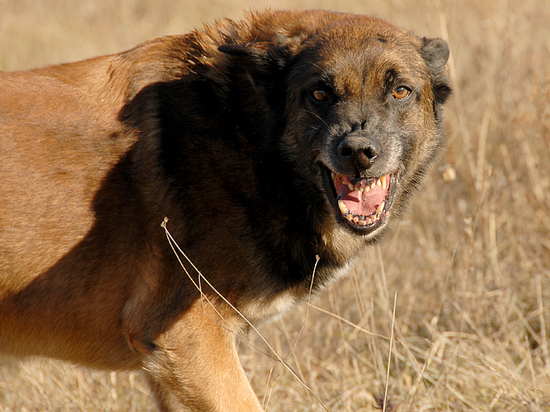 В Омском районе бродячие собаки нападают на людей