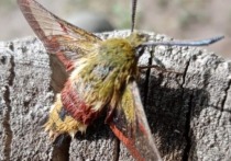 Для Алтайского края встретить такую бабочку — большая редкость