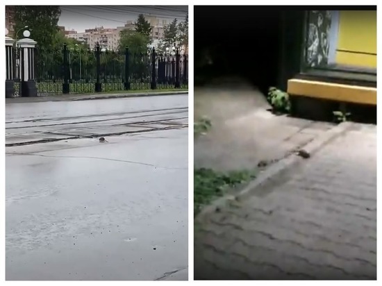 В Новосибирске природа так очистилась, что в город вернулись крысы