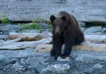 По словам сотрудников заповедника, молодые медведи стали очень часто появляться на берегу Телецкого озера