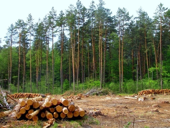 Фирма из Бурятии незаконно вывезла 332 куба леса в Китай